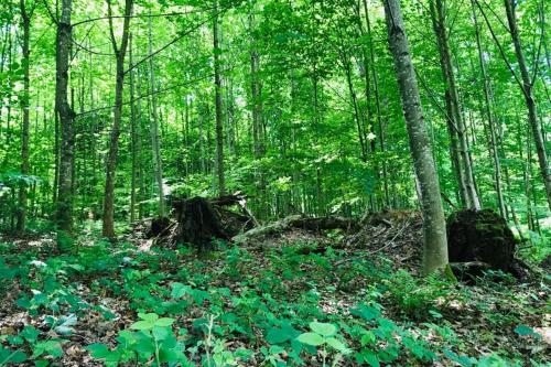 a forest filled with lush green trees and plants at -TheUrbanist- in Bern