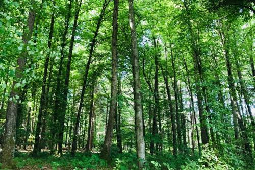 a forest of tall trees with green leaves at -TheUrbanist- in Bern