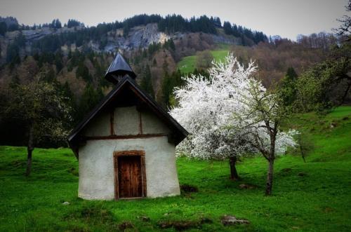 a small house in a field with a flowering tree at Ferienhaus Schindeler in Mellau