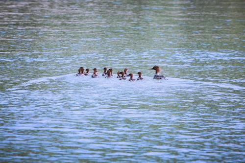 a group of ducks swimming in the water at Hotel Donauhof in Emmersdorf an der Donau