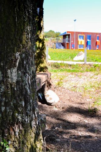 a close up of a tree next to a building at CELTAINER in Maceda