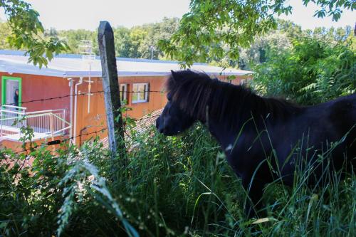 a black horse standing in the grass near a building at CELTAINER in Maceda