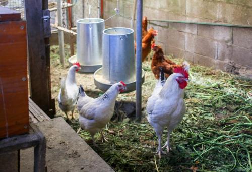 a group of chickens standing in a pen at CELTAINER in Maceda