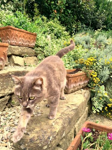 a cat walking on a stone path in a garden at Agriturismo La Collina Toscana in Pieve a Maiano