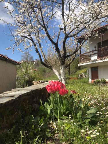 a tree with red flowers in the grass next to a wall at ΕΞΟΧΙΚΗ ΚΑΤΟΙΚΙΑ ΕΥΑΓΓΕΛΙΑ in Pávliani