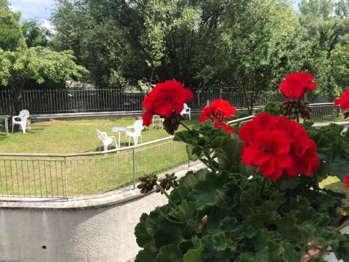 a flower bush with red flowers in a park at B&B Oasi Vetoio in LʼAquila