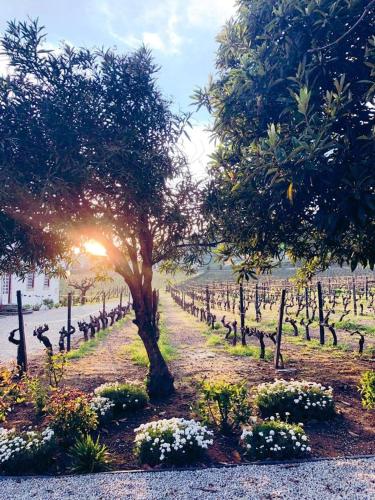 Κήπος έξω από το Morgadio da Calcada Douro Wine&Tourism