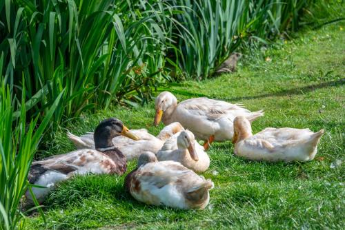 a group of ducks sitting in the grass at Nutley Farm in Winfrith Newburgh