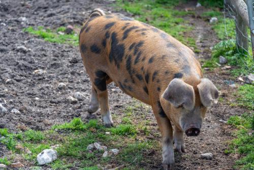 a brown pig standing in the grass near a fence at Nutley Farm in Winfrith Newburgh