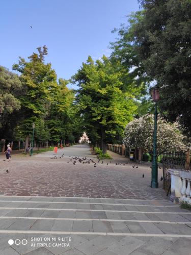 a group of pigeons on a sidewalk in a park at Laguna724 in Venice