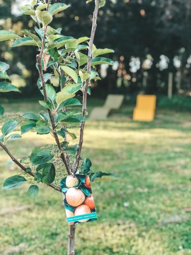 a tree with some fruit in a bag on it at Hoeve Westdijk in Oostkamp