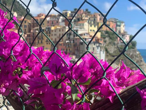 a bunch of pink flowers in front of a fence at Affittacamere San Giorgio in Manarola