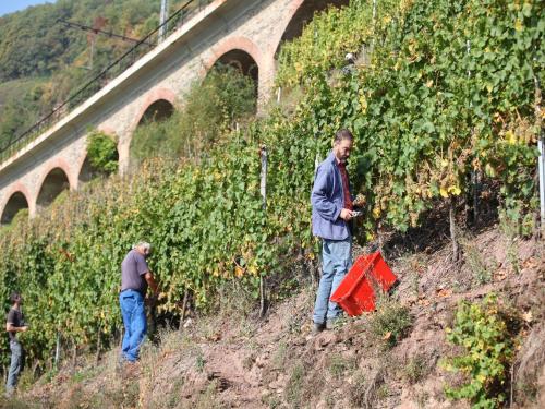 Wein & Wohngut Paulushof – Photos 2