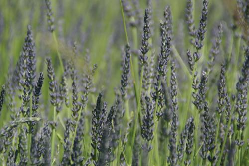 a bunch of purple lavender flowers in a field at Logis Grand Hotel Bain in Comps-sur-Artuby