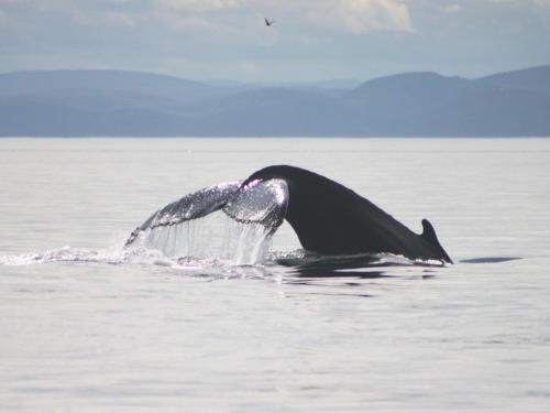 a dolphin in the water with its mouth open at Motel Chantmartin in Tadoussac