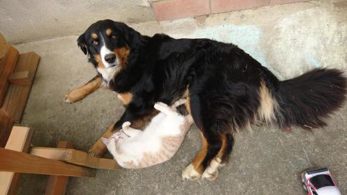 a dog playing with a cat in a box at BIO-Peisingerhof in Sankt Stefan ob Leoben