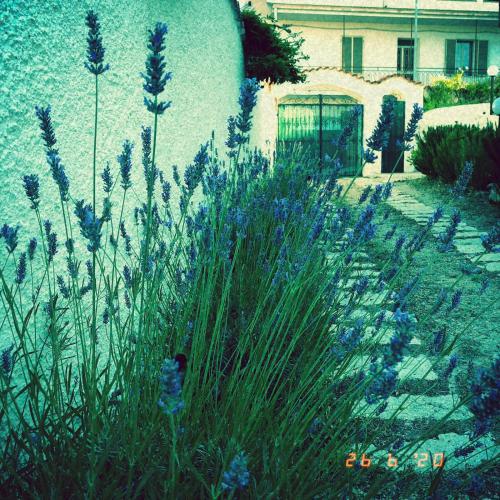 a garden with blue flowers in front of a building at Casa sui Tetti in Ozieri