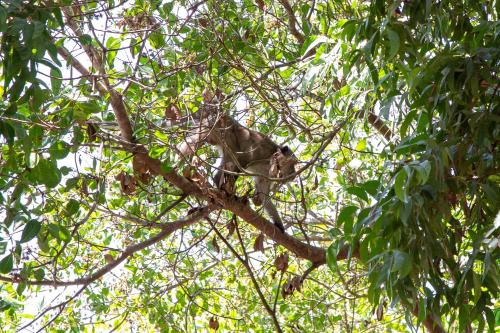 a monkey standing on top of a tree branch at Frog Garden Hut in Ko Phayam