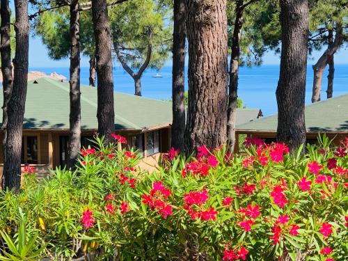 a house with pink flowers in front of trees at Résidence Les Pins in Calvi