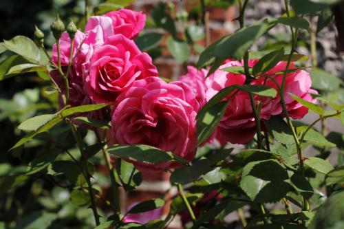 un grupo de rosas rosas en un jarrón en Agroturystyka U Iwonki en Białowąs