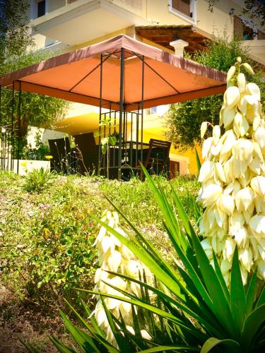 Zahrada ubytování Armonia Corfu Luxury Apartment