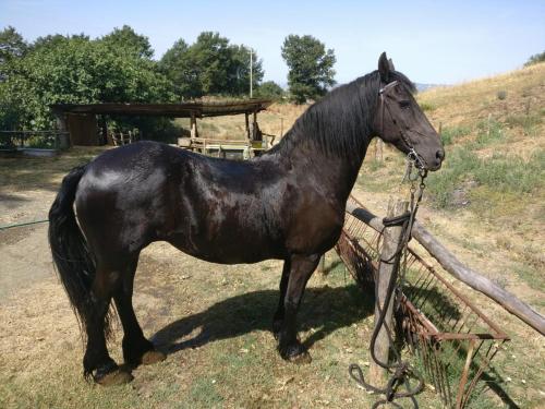 a black horse standing next to a fence at Villa Matilde in Catabbio