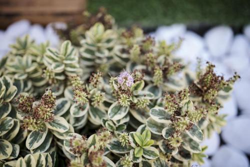 a close up of a green plant with flowers at Villa Abeto in Yaiza