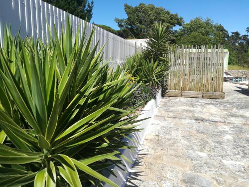 a fence with a plant in front of a yard at Pro Touristic Montejunto Villas in Arieiro
