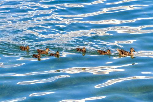a group of ducks swimming in the water at Auszeit Apartment LAKESIDE mit Privatstrand in Friedrichshafen