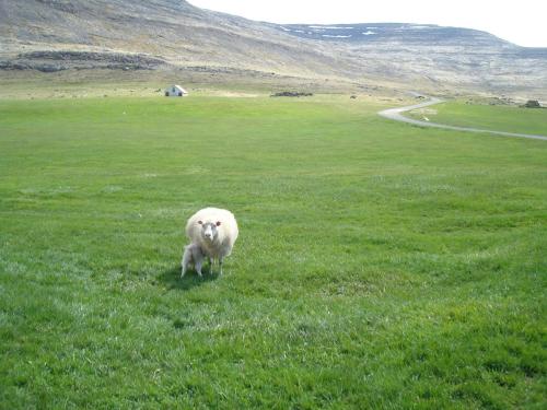 a sheep standing in the grass in a field at Hænuvík Cottages in Örlygshöfn