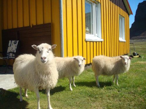 three sheep standing in front of a yellow building at Hænuvík Cottages in Örlygshöfn