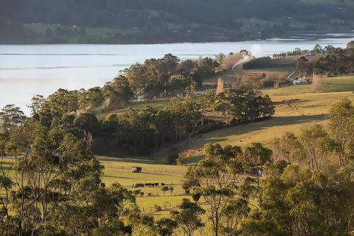 a group of animals grazing in a field next to a lake at Villa Talia Tasmania in Wattle Grove