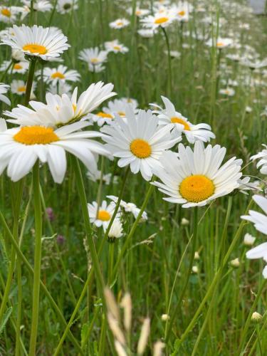 a group of white flowers in a field at Tinden in Hemsedal