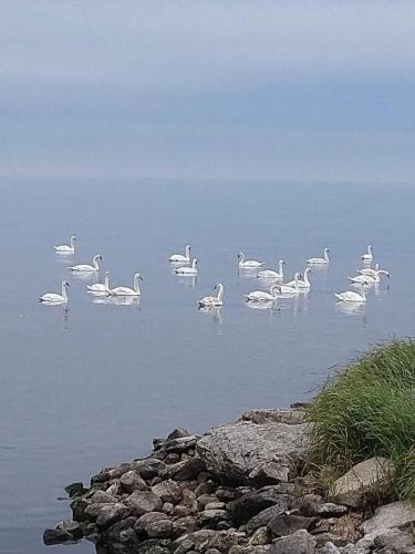 a flock of white birds swimming in the water at Takvåning-Borgholm in Borgholm