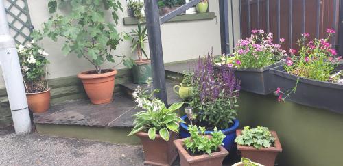a bunch of potted plants on the steps of a house at Usk And Railway Inn in Sennybridge