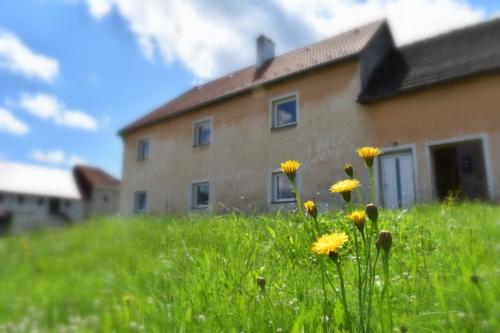 a field of grass with yellow flowers in front of a house at PENZION a FARMA NA BORŮVKOVÉM VRŠKU in Bujanov