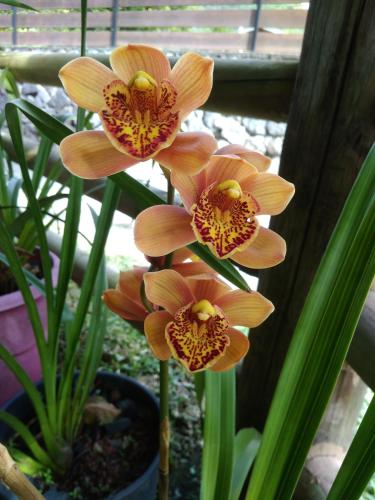 a group of orange flowers on a plant at ti kaz perchée in LʼEntre-Deux