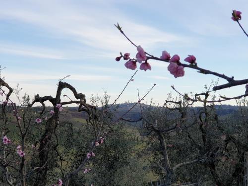 a branch of a tree with pink flowers on it at Agriturismo Villino del Grillo in San Gimignano