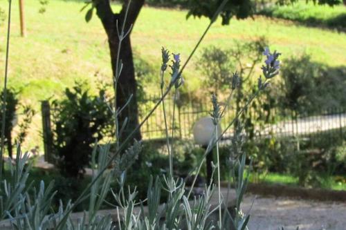 Κήπος έξω από το Il Picchio Verde