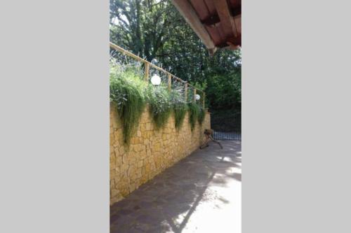 Κήπος έξω από το Il Picchio Verde
