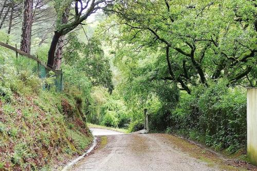 a dirt road with trees on the side of it at Fátima-Ourém - Quinta da Luz - breakfast included in Ourém