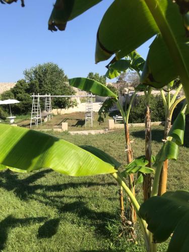 Gallery image of Masseria Gelsi in Torre Chianca