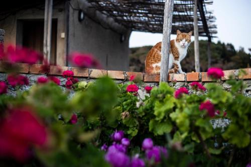 a cat sitting on a wall next to flowers at Case di Berto in Capo Vaticano