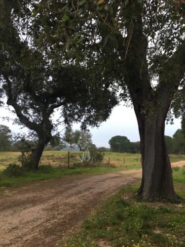 a dirt road with two trees on the side at Casas De Romaria in Brotas