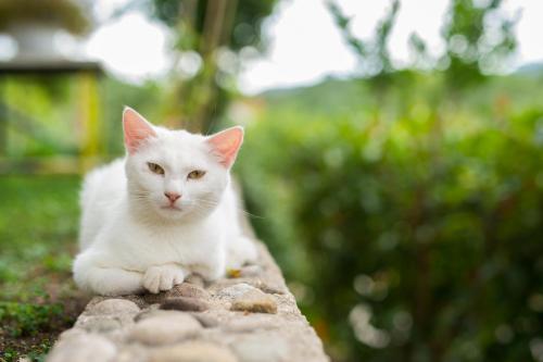 a white cat sitting on top of a stone wall at Apartmani Galić in Ploče