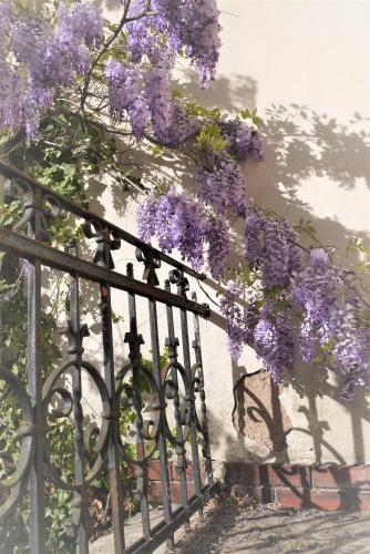a wreath of purple flowers hanging from a fence at Castelnau in Colmar