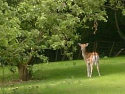 a giraffe standing in the grass near a tree at The Barn At Woodview in Hildenborough