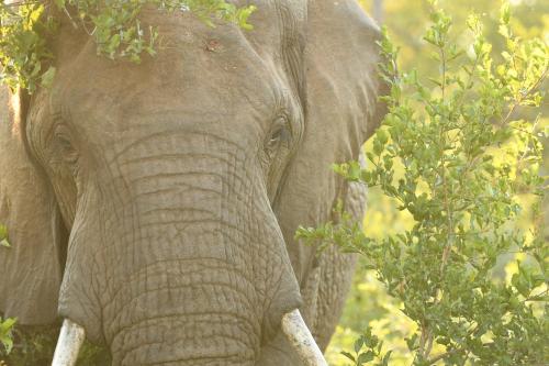 an elephant with tusks standing next to a tree at Lamai Safari Lodge in Balule Game Reserve