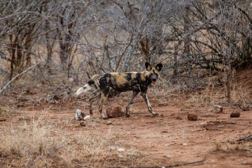 a dog standing on a dirt road in the woods at Lamai Safari Lodge in Balule Game Reserve