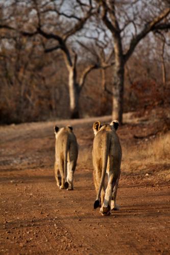 two lions walking down a dirt road at Lamai Safari Lodge in Balule Game Reserve
